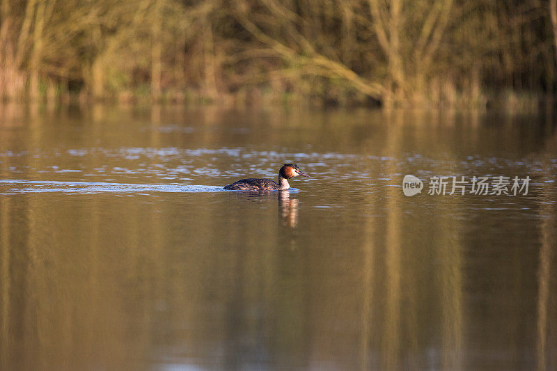 大山脊grebe (Podiceps crista)